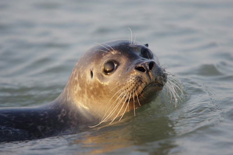 Phoque dans la mer - Découvrez la Baie de Somme.