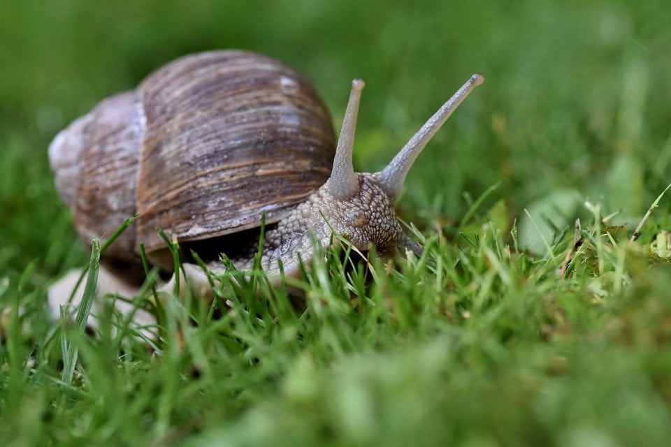 Escargot - Découvrez l'escargotière de la Baie de somme.