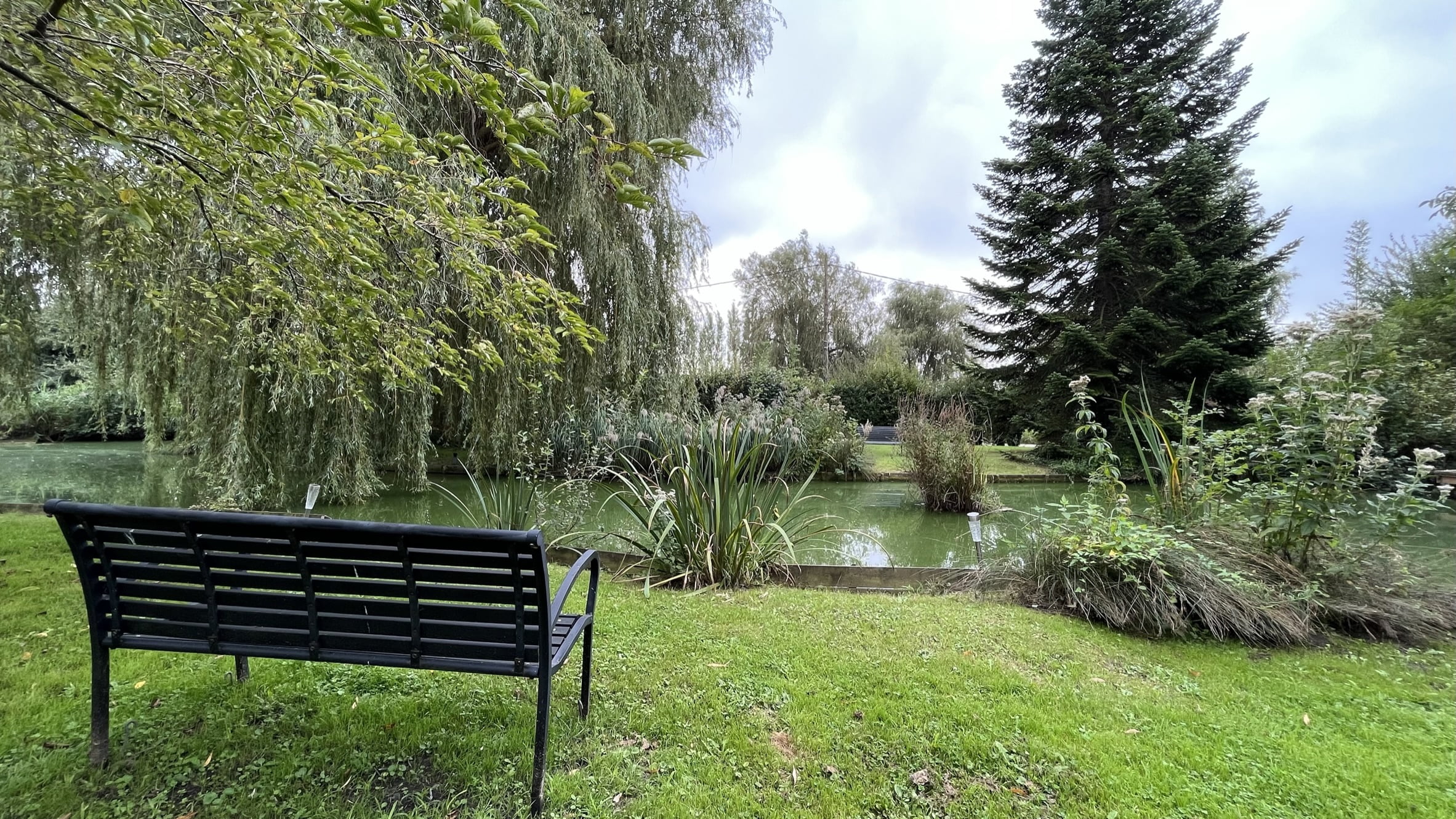 vue sur letang et le saule pleureur